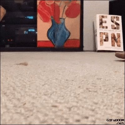 The image features a white carpet with a blue vase placed on top, which has flowers inside. There are two people visible in the background, one standing near the left edge of the frame and another person partially hidden behind them. The caption reads "Day 20 of posting a cat GIF until Espn is released".