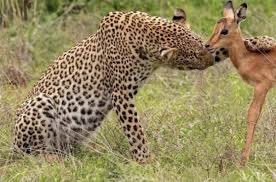 A leopard biting a smaller antelope while pinning it down in tall grass, illustrating the post's metaphor about following the wrong "gurus" who prey on followers while the real opportunity (the larger prey) goes unnoticed.