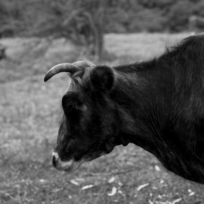 A black and white photograph showing a side profile of a black bull or cow with curved horns, standing in a grassy field with a blurred natural background.