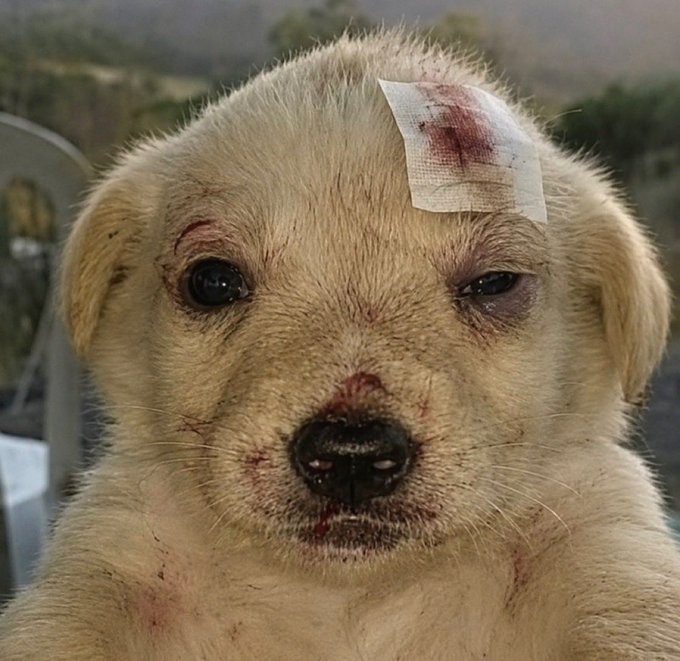 This image shows a puppy with bandages and blood on its face, likely from an injury. The accompanying post, "I didn't hear no bell $Jotchua", suggests the puppy endured some hardship or fight, referencing the ticker $Jotchua.
