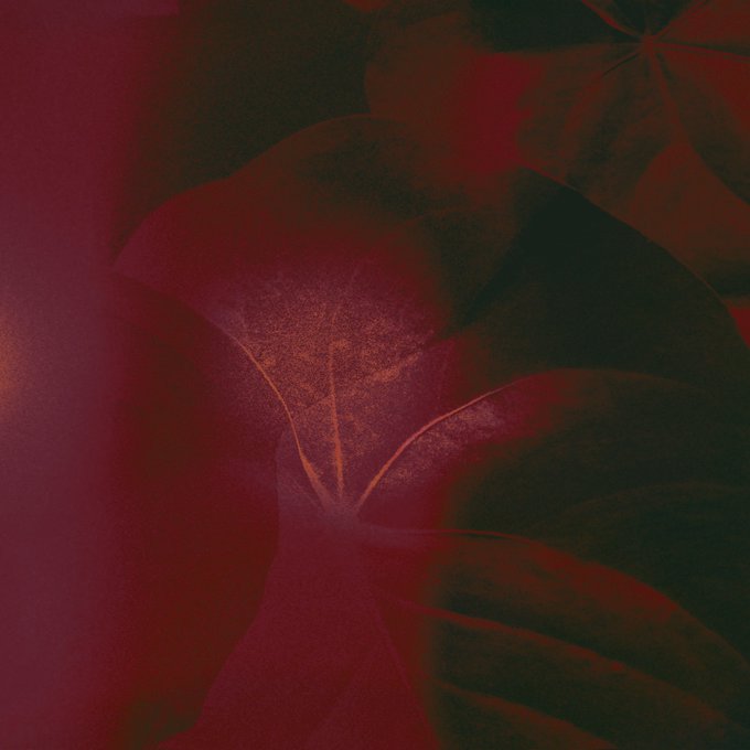 A dark, atmospheric image of overlapping leaves rendered in deep red and shadow tones.