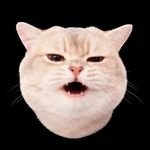 A close-up image of a light-colored cat with its mouth slightly open, set against a black background.