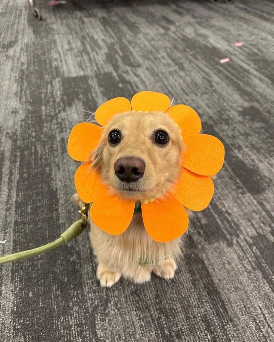 Adorable small dog wearing an orange flower-shaped costume/collar, sitting on gray carpet and looking up at the camera.