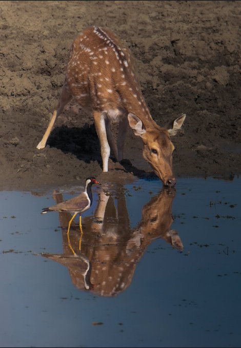 A spotted deer drinks at a muddy waterhole while a red-wattled lapwing stands watch nearby, their forms mirrored perfectly in the still water below. The image beautifully captures the contemplative scene described, where the reflection creates a second world beneath the animals, uniting deer, bird, earth, and water in one quiet moment.