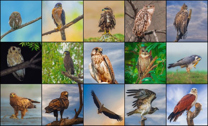 A 3x5 grid collage featuring fifteen different photographs of various birds of prey, including owls, hawks, and falcons perched on branches or in flight.