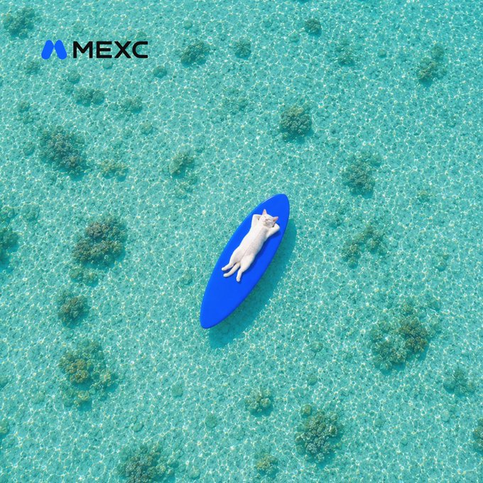 The image features a white cat lying on top of a blue surfboard floating in the water, surrounded by coral reefs. The photo appears to be taken from an aerial perspective, providing a unique view of the scene below. In the background, there is text that reads "MEXC", which could potentially be related to the content or context of the image.