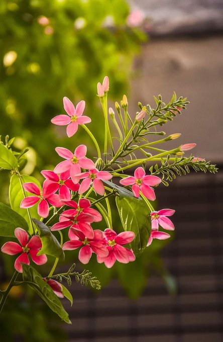 A close-up nature photograph of a cluster of pink and red star-shaped flowers (resembling Rangoon creeper) blooming on a branch with green foliage in the background.