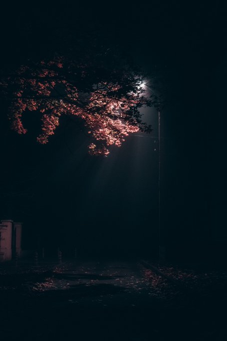 A dark nighttime street scene illuminated by a single streetlamp, with the warm glow highlighting pink blossoms on a tree branch against an otherwise pitch-black background.