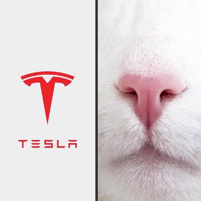 A split image showing the red Tesla 'T' logo and wordmark on the left, paired with a close-up photo of a white cat's pink nose on the right.