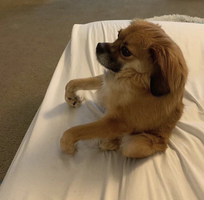 A small tan and white dog with floppy ears sits on a white blanket, looking off to the side. The image appears to be connected to the post's promotion of a memecoin featuring "$Tilly," likely the dog's name, with a Solana contract address provided for viewers to invest.