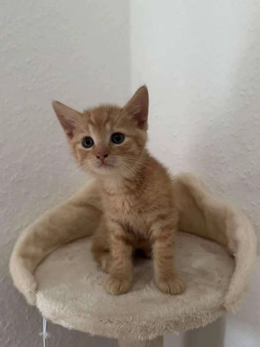 A small orange tabby kitten with blue eyes sitting on a plush beige cat tree perch in the corner of a white-walled room.