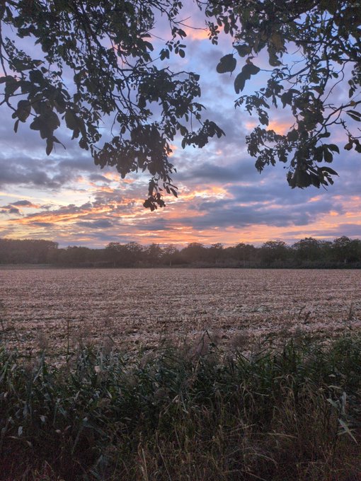 A scenic view of a field at sunset with tree branches framing the top and a treeline in the distance under a colorful cloudy sky.