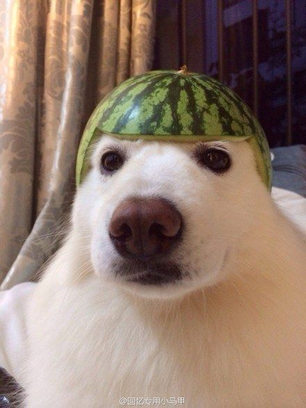 A white dog with a hollowed-out watermelon placed on its head like a helmet.