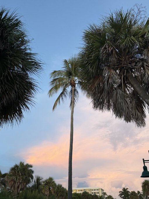 A low-angle view of tall palm trees against a pastel sky at sunset or sunrise, with a building visible in the background.