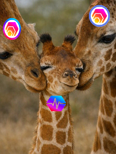 A heartwarming close-up of three giraffes—a baby nestled between two adults sharing an affectionate moment—overlaid with PulseChain hexagonal logos and a heartbeat-style icon, visually tying the "Pulsechain Love 101" theme to the tender family scene.