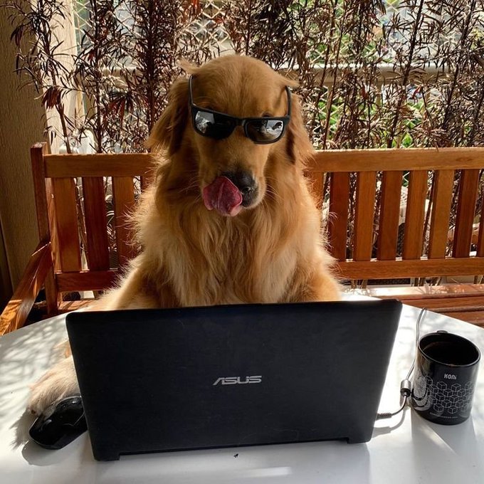A golden retriever wearing black sunglasses sits at a white table in front of an ASUS laptop, with a black 'KOI' mug nearby and a wooden bench and plants in the background.