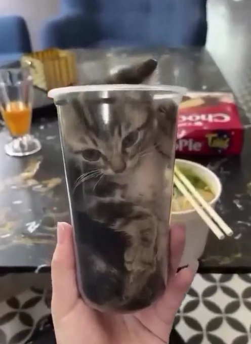 A hand holds a clear plastic cup containing a tabby cat, with a box of Crios apple crackers, chopsticks, and a bowl visible on a table in the background.