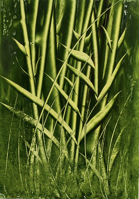 A stylized green botanical image featuring tall grass-like plants or reeds with elongated leaves against a textured, dark green background with droplet patterns.