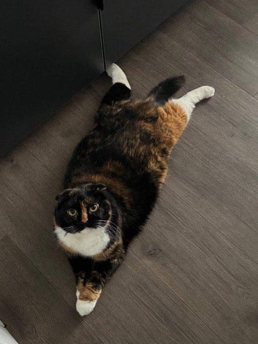 Calico cat lying on its back on a dark wooden floor looking up at the camera.