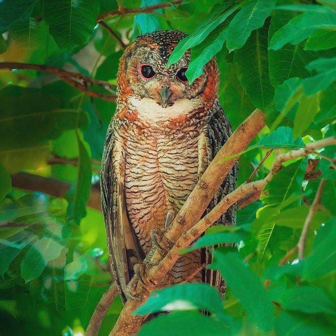 A mottled brown owl with bright red eyes perches on a branch surrounded by lush green foliage.