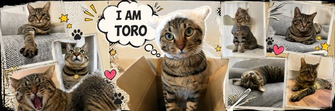 A collage featuring multiple photos of a tabby cat, with a speech bubble in the center reading "I AM TORO," promoting the $TORO catcoin token. The image highlights the cute and cheerful personality of Toro, matching the post's description of the lovable cat behind the meme coin.