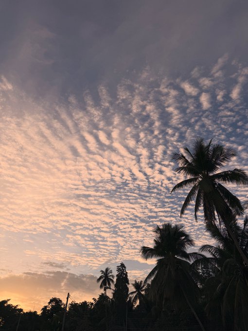 Silhouetted palm trees stand against a serene sky filled with scattered, rippled clouds glowing in soft pastel hues at sunset or sunrise. The tranquil, tropical scene contrasts with the post's message about large Hedera (HBAR) wallets quietly accumulating billions in tokens, evoking a "calm before the storm" sentiment.