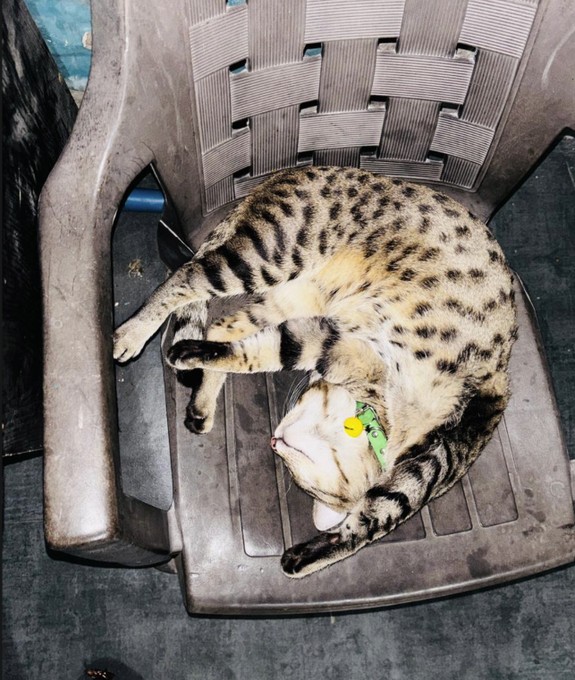 A Bengal cat lies twisted upside down on a gray plastic chair, wearing a green collar with a yellow tag, embodying the strange comfort of holding a chaotic position. The image mirrors the post's message: while the market bleeds red, the disciplined trader remains curled in, unbothered and committed, proving that true resilience means weathering discomfort when everything around you looks broken.