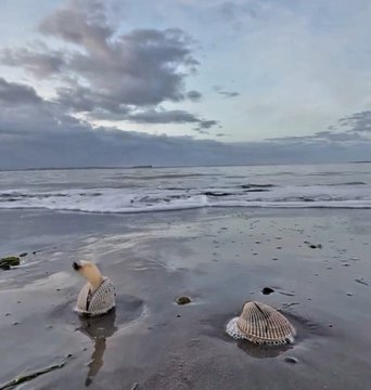 Two seashells sit on a wet sandy beach under a cloudy sky, with the ocean visible in the background.
