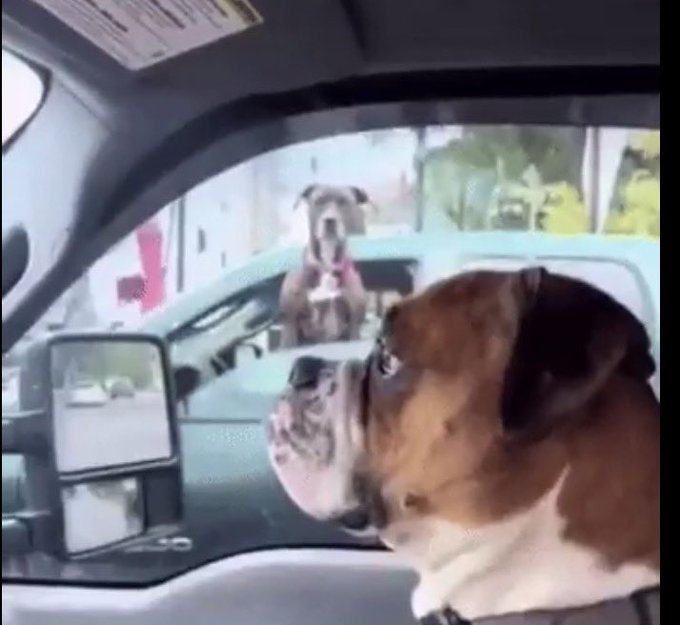 The image shows a bulldog inside a vehicle staring intensely out the window at another dog standing on top of a truck, with a side mirror visible reflecting the street behind. This image humorously captures a tense stare-down moment, fitting the post's commentary about someone aggressively confronting others after a missed whitelist, while fearing they'll face retaliation with receipts.
