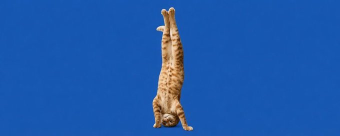 An orange tabby cat stands upside-down against a blue sky, perfectly illustrating the playful "UpSideDownCat" meme as a proposed mascot for the $USDC token.