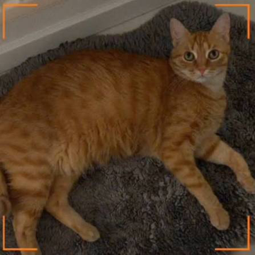 The image features a cat lying down on a gray blanket, with its front paws stretched out in front of it. The cat appears to be resting or sleeping comfortably. The photo has been edited to include an orange border around the edges, giving it a more professional appearance. The caption reads "Do you believe now? #CatCoinSuperCycle", which is likely a reference to the popular Cat Coin series and its founder, Mr. John B. Wills.