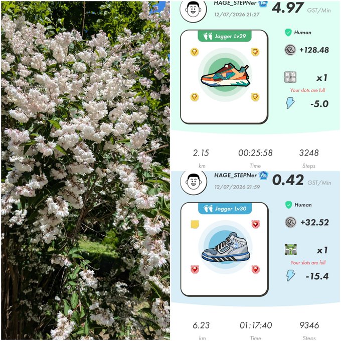 A split image showing white flowering bushes on the left and two StepN move-to-earn game stats screens on the right for user 'HAGE_STEPner', showing Jogger Lv29 and Lv30 sneaker NFTs with GST earnings.