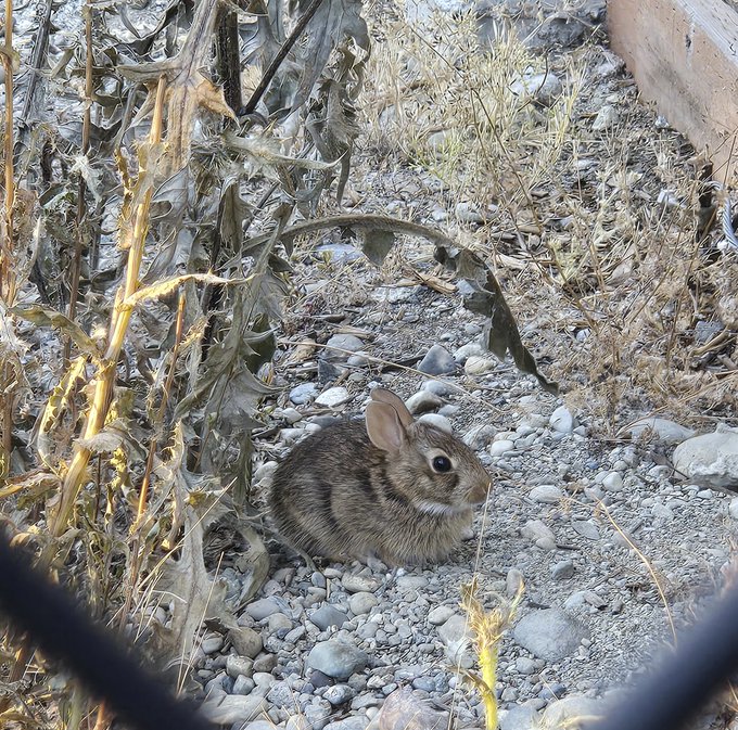 A small brown rabbit with large ears sits crouched on rocky, gravelly ground next to dried corn stalks and weeds in an outdoor setting.