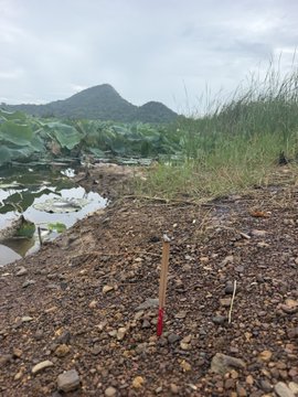A rural outdoor landscape featuring a pond with lotus leaves, tall grass, scattered incense sticks on the gravelly ground, and a mountain in the background.