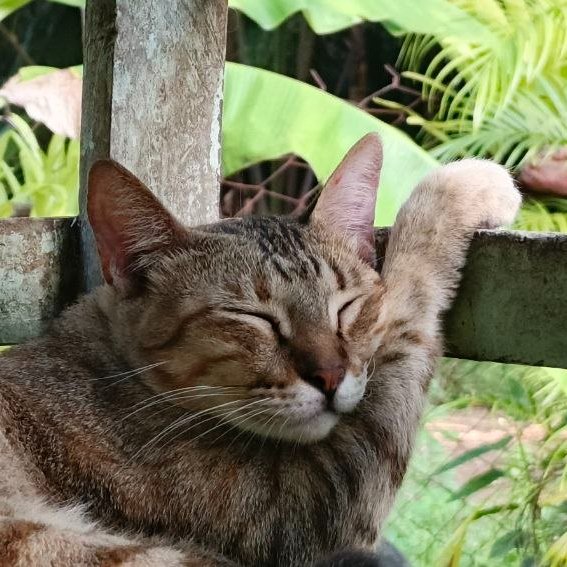 A close-up of a tabby cat with its eyes closed, peacefully resting outdoors near a stone pillar and green foliage.