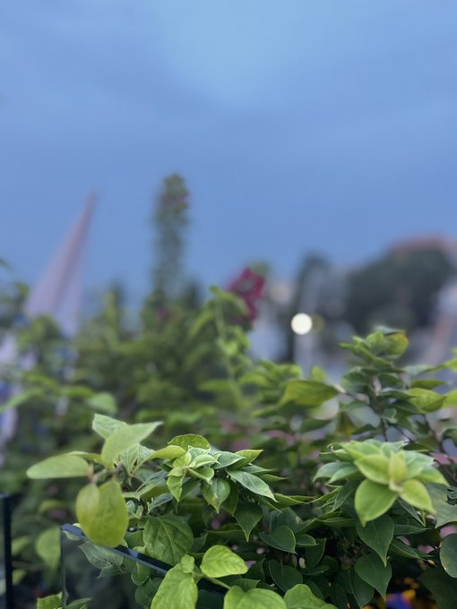 An evening photograph of green leafy plants in the foreground with a blurred background showing a lit lamp post and the faint outline of a pointed monument or structure against a dusky blue sky.