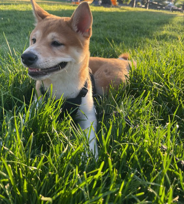 A Shiba Inu dog with a tan and white coat lies in green grass, wearing a black harness with its mouth slightly open.