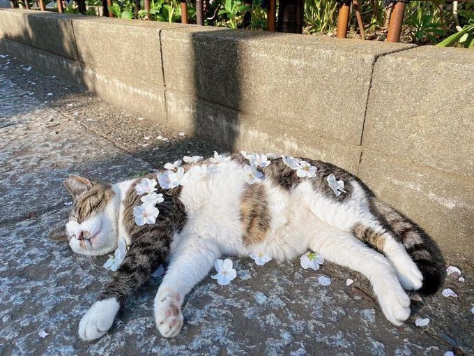 A tabby and white cat lies stretched out on a stone path beside a wall, sleeping peacefully with small white flowers scattered across its body and the surrounding ground.