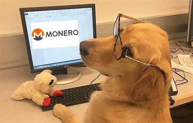 A golden retriever dog wearing glasses sitting at a desk in front of a computer monitor displaying the Monero logo, with a small teddy bear beside the keyboard.