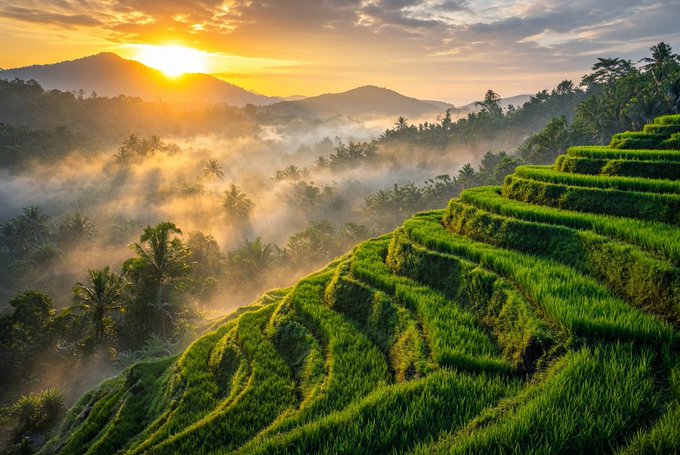 A scenic view of misty mountains and terraced rice fields at sunrise, with a golden sun emerging over distant peaks.