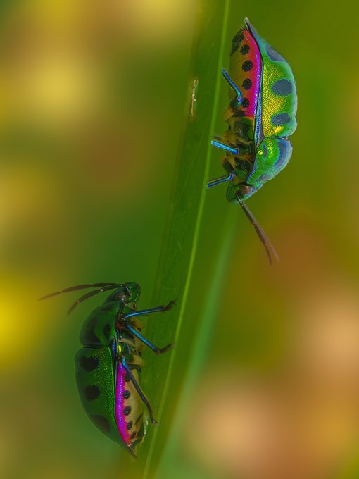 A macro photograph of two iridescent jewel beetles (dogbane beetles) climbing on a green plant stem against a blurred green background.