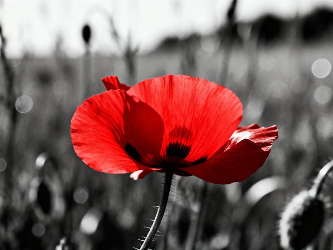 A vibrant red poppy flower in full bloom stands out against a black-and-white background of a blurred field.
