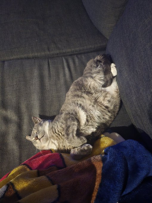 A grey tabby cat lies belly-up on a couch, sprawled across a colorful blanket in a state of total relaxation.

The post "Same" humorously reflects the cat's utterly chill, fully surrendered pose as a mood the poster also relates to.