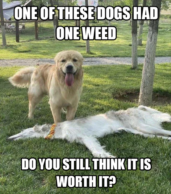 A meme showing a golden retriever standing next to a white dog lying spread out on grass with text reading 'ONE OF THESE DOGS HAD ONE WEED' at the top and 'DO YOU STILL THINK IT IS WORTH IT?' at the bottom.