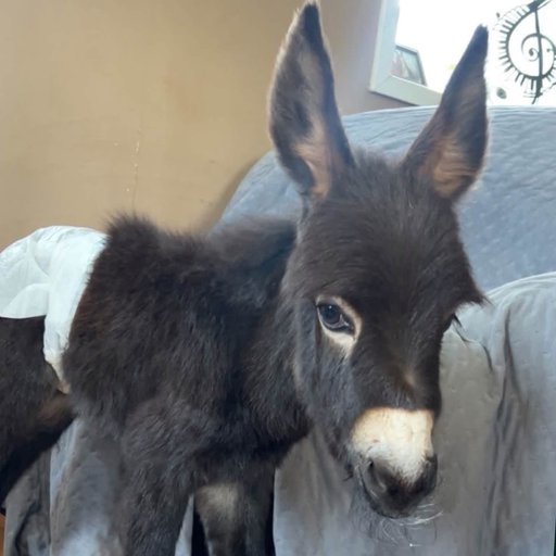 A close-up of a young black donkey with large ears resting its head on a light blue cushion.