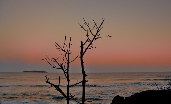 The image features a serene beach scene with two bare trees standing next to each other, overlooking the ocean. The sky above them has a beautiful pink hue, creating an enchanting atmosphere. In the background, there's a small island visible on the horizon. The photo is taken from a low angle, making the trees appear taller and more majestic against the backdrop of the sky.