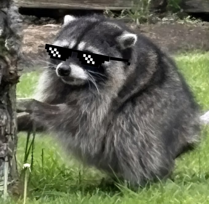 A raccoon sitting in the grass wearing pixelated 'thug life' sunglasses as a digital overlay.