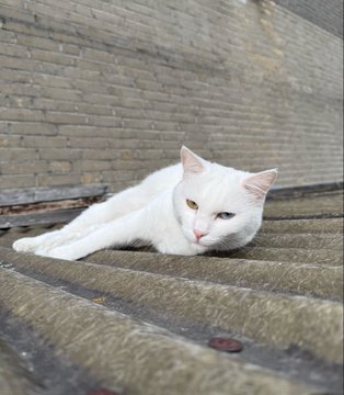White cat with blue eyes lying on a wooden bench against a brick wall.
