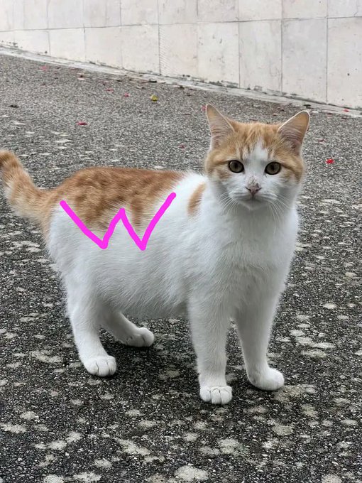 An orange and white cat standing on pavement with a pink 'W' shape drawn on its side, humorously resembling the letter 'W'.