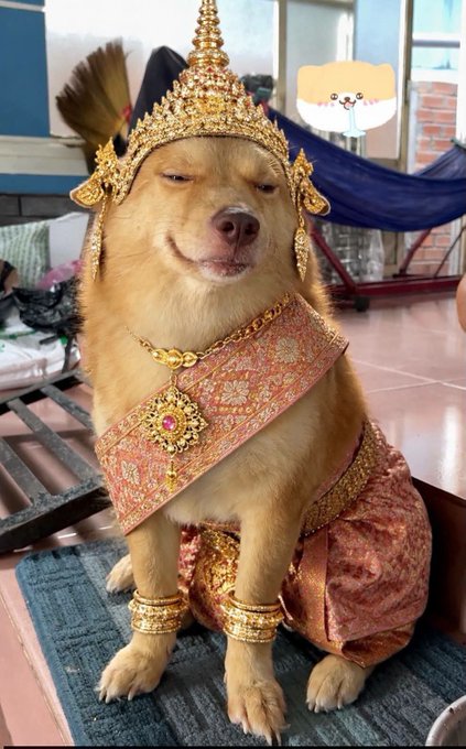A golden retriever is adorned in elaborate Thai royal attire, featuring an ornate golden crown, jeweled collar, decorative sash, and golden bracelets, sitting regally on a tiled floor. The Vietnamese caption humorously translates to: "Being poor, I just act modest, but the moment I have a little gold on me, I become arrogant"—a playful joke about how the dog's lavish golden accessories make it look proud and smug.